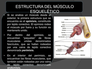 ESTRUCTURA DEL MÚSCULO
ESQUELÉTICO
• Si se analiza un músculo desde el
exterior, la primera estructura que se
encuentra es el epimisio, consitituído
por tejido conectivo. El epimisio rodea
el músculo por fuera y su función es
mantenerlo unido.
• Por dentro del epimisio, se
encuentran “paquetes” de fibras
musculares unidas denominados
fascículos, que se hallan rodeados
por una vaina de tejido conectivo
denominada perimisio.
• En el interior del perimisio, se
encuentran las fibras musculares, que
también están rodeadas por una vaina
de tejido conectivo denominado
endomisio.
 