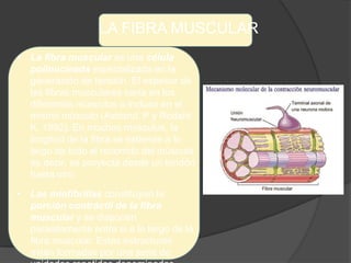 LA FIBRA MUSCULAR
• La fibra muscular es una célula
polinucleada especializada en la
generación de tensión. El espesor de
las fibras musculares varía en los
diferentes músculos o incluso en el
mismo músculo (Astrand, P y Rodahl
K. 1992). En muchos músculos, la
longitud de la fibra se extiende a lo
largo de todo el recorrido del músculo,
es decir, se proyecta desde un tendón
hasta otro.
• Las miofibrillas constituyen la
porción contráctil de la fibra
muscular y se disponen
paralelamente entre si a lo largo de la
fibra muscular. Estas estructuras
están formadas por una serie de
 