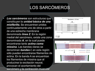 LOS SARCÓMEROS
• Los sarcómeros son estructuras que
constituyen la unidad básica de una
miofibrilla. Se encuentran unidos
continuadamente uno de otros a partir
de una estrecha membrana
denominada línea Z. En la región
medial del sarcómero, existe una zona
denominada A, en la cual puede
encontrarse tanto actina como
miosina. Las bandas claras se
denominan bandas I, en esta región
sólo pueden encontrarse filamentos de
actina. En la banda A se encuentran
los filamentos de miosina que al
producirse la excitación neural,
provocan el acortamiento del
sarcómero y la contracción muscular
 
