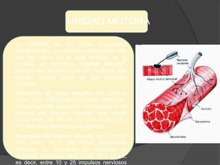 UNIDAD MOTORA
• La totalidad de las fibras musculares
inervadas por una misma motoneurona alfa,
que se ubica en el asta anterior de la
médula, se denomina “unidad motora”.
Existen dos grandes tipos de neuronas que
pueden formar parte de las unidades
motoras:
• Neuronas de gran tamaño que inervan
entre 300 y 500 fibras musculares diferentes.
Estas neuronas presentan una frecuencia de
emisión del impulso nervioso que puede
variar entre 25-100 Hz, es decir, entre 25 y
100 impulsos nerviosos por segundo.
• Neuronas de escaso tamaño que inervan
sólo entre 10 y 180 fibras musculares
diversas. Su frecuencia de descarga de
impulsos nerviosos varía entre 10 y 25 Hz,
es decir, entre 10 y 25 impulsos nerviosos
 
