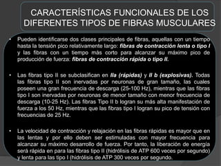 CARACTERÍSTICAS FUNCIONALES DE LOS
DIFERENTES TIPOS DE FIBRAS MUSCULARES
• Pueden identificarse dos clases principales de fibras, aquellas con un tiempo
hasta la tensión pico relativamente largo: fibras de contracción lenta o tipo I
y las fibras con un tiempo más corto para alcanzar su máximo pico de
producción de fuerza: fibras de contracción rápida o tipo II.
• Las fibras tipo II se subclasifican en IIa (rápidas) y II b (explosivas). Todas
las fibras tipo II son inervadas por neuronas de gran tamaño, las cuales
poseen una gran frecuencia de descarga (25-100 Hz), mientras que las fibras
tipo I son inervadas por neuronas de menor tamaño con menor frecuencia de
descarga (10-25 Hz). Las fibras Tipo II b logran su más alta manifestación de
fuerza a los 50 Hz, mientras que las fibras tipo I logran su pico de tensión con
frecuencias de 25 Hz.
• La velocidad de contracción y relajación en las fibras rápidas es mayor que en
las lentas y por ello deben ser estimuladas con mayor frecuencia para
alcanzar su máximo desarrollo de fuerza. Por tanto, la liberación de energía
será rápida en para las fibras tipo II (hidrólisis de ATP 600 veces por segundo)
y lenta para las tipo I (hidrólisis de ATP 300 veces por segundo.
 