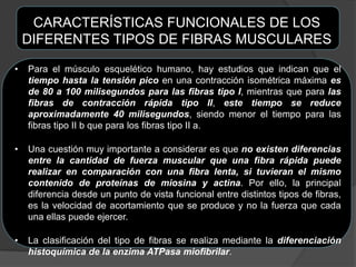 CARACTERÍSTICAS FUNCIONALES DE LOS
DIFERENTES TIPOS DE FIBRAS MUSCULARES
• Para el músculo esquelético humano, hay estudios que indican que el
tiempo hasta la tensión pico en una contracción isométrica máxima es
de 80 a 100 milisegundos para las fibras tipo I, mientras que para las
fibras de contracción rápida tipo II, este tiempo se reduce
aproximadamente 40 milisegundos, siendo menor el tiempo para las
fibras tipo II b que para los fibras tipo II a.
• Una cuestión muy importante a considerar es que no existen diferencias
entre la cantidad de fuerza muscular que una fibra rápida puede
realizar en comparación con una fibra lenta, si tuvieran el mismo
contenido de proteínas de miosina y actina. Por ello, la principal
diferencia desde un punto de vista funcional entre distintos tipos de fibras,
es la velocidad de acortamiento que se produce y no la fuerza que cada
una ellas puede ejercer.
• La clasificación del tipo de fibras se realiza mediante la diferenciación
histoquímica de la enzima ATPasa miofibrilar.
 
