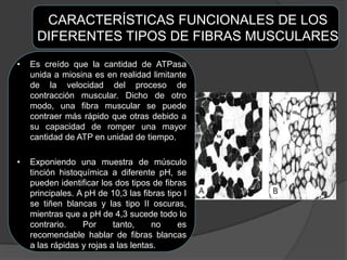 CARACTERÍSTICAS FUNCIONALES DE LOS
DIFERENTES TIPOS DE FIBRAS MUSCULARES
• Es creído que la cantidad de ATPasa
unida a miosina es en realidad limitante
de la velocidad del proceso de
contracción muscular. Dicho de otro
modo, una fibra muscular se puede
contraer más rápido que otras debido a
su capacidad de romper una mayor
cantidad de ATP en unidad de tiempo.
• Exponiendo una muestra de músculo
tinción histoquímica a diferente pH, se
pueden identificar los dos tipos de fibras
principales. A pH de 10,3 las fibras tipo I
se tiñen blancas y las tipo II oscuras,
mientras que a pH de 4,3 sucede todo lo
contrario. Por tanto, no es
recomendable hablar de fibras blancas
a las rápidas y rojas a las lentas.
 