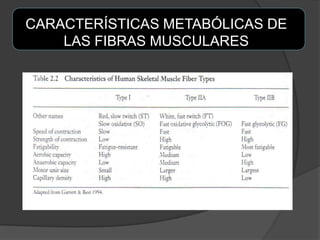 CARACTERÍSTICAS METABÓLICAS DE
LAS FIBRAS MUSCULARES
 