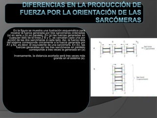 En la figura se muestra una ilustración esquemática para
mostrar la fuerza generada por tres sarcómeras ordenadas
(a) en serie y (b) en paralelo. En (a) las fuerzas generadas en
cualquier lado de la línea Z B y C, se cancelan cada una por
acción de las dos sarcómeras a cada lado. Así, la fuerza neta
del sistema corresponde únicamente a la fuerza generada por
A1 y A2, es decir, el equivalente de una sarcómera. En (b), las
fuerzas generadas por las tres sarcómeras en paralelo
corresponde a tres veces la generada en (a)
Inversamente, la distancia acortada será tres veces más
grande en el sistema (a).
 