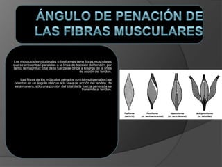 Los músculos longitudinales o fusiformes tiene fibras musculares
que se encuentran paralelas a la línea de tracción del tendón, por
tanto, la magnitud total de la fuerza se dirige a lo largo de la línea
de acción del tendón.
Las fibras de los músculos penados (uni-bi-multipenados) se
orientan en un ángulo oblícuo a la línea de acción del tendón, de
esta manera, sólo una porción del total de la fuerza generada se
transmite al tendón.
 