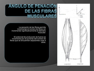 La penación de las fibras permite
incrementar el número de fibras sin
incrementar significativamente el diámetro
muscular.
El potencial de producción de fuerza se
incrementa por el aumento del número de
fibras que se encuentran adyacentes unas a
otras.
 