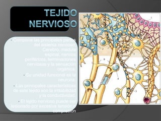 • Compone las principales partes
del sistema nervioso:
Cerebro, médula
espinal, nervios
periféricos, terminaciones
nerviosas y la sensación
orgánica.
• Su unidad funcional es la
neurona.
• Las principales características
de este tejido son la irritabilidad
y la conductividad.
• El tejido nervioso puede ser
lesionado por excesiva tensión o
compresión
 