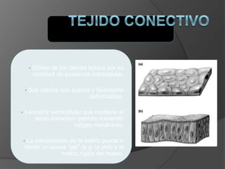 • Difiere de los demás tejidos por su
cantidad de sustancia extracelular.
• Sus células son suaves y fácilmente
deformables.
• La matriz extracelular que contiene el
tejido conectivo permite transmitir
cargas mecánicas.
• La composición de la matriz puede ir
desde un suave “gel” (e.g: la piel) a la
matriz rígida del hueso.
 