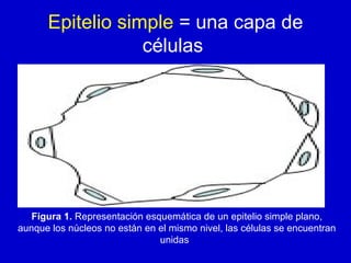 Epitelio simple = una capa de
células
Figura 1. Representación esquemática de un epitelio simple plano,
aunque los núcleos no están en el mismo nivel, las células se encuentran
unidas.
 