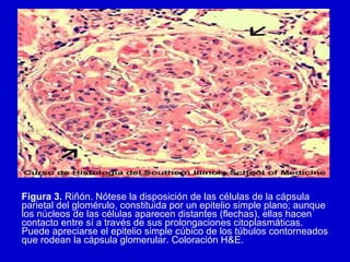 Figura 3. Riñón. Nótese la disposición de las células de la cápsula
parietal del glomérulo, constituida por un epitelio simple plano; aunque
los núcleos de las células aparecen distantes (flechas), ellas hacen
contacto entre sí a través de sus prolongaciones citoplasmáticas.
Puede apreciarse el epitelio simple cúbico de los túbulos contorneados
que rodean la cápsula glomerular. Coloración H&E.
 