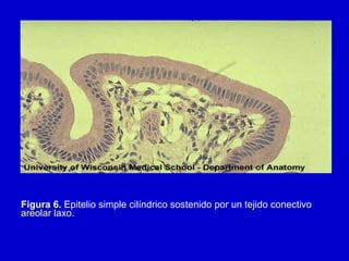 Figura 6. Epitelio simple cilíndrico sostenido por un tejido conectivo
areolar laxo.
 
