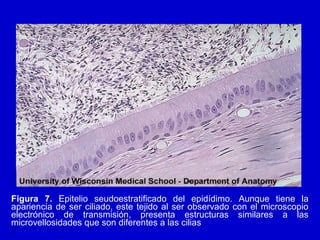 Figura 7. Epitelio seudoestratificado del epidídimo. Aunque tiene la
apariencia de ser ciliado, este tejido al ser observado con el microscopio
electrónico de transmisión, presenta estructuras similares a las
microvellosidades que son diferentes a las cilias.
•
 
