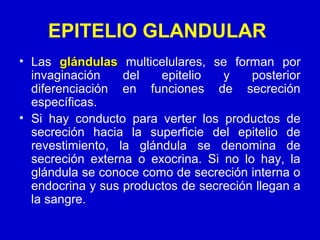 EPITELIO GLANDULAR
• Las glándulasglándulas multicelulares, se forman por
invaginación del epitelio y posterior
diferenciación en funciones de secreción
específicas.
• Si hay conducto para verter los productos de
secreción hacia la superficie del epitelio de
revestimiento, la glándula se denomina de
secreción externa o exocrina. Si no lo hay, la
glándula se conoce como de secreción interna o
endocrina y sus productos de secreción llegan a
la sangre.
 
