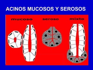 ACINOS MUCOSOS Y SEROSOS
 