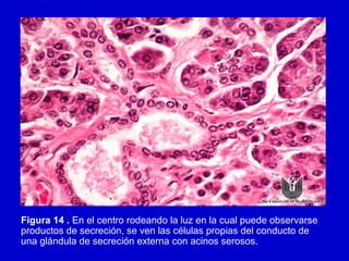 Figura 14 . En el centro rodeando la luz en la cual puede observarse
productos de secreción, se ven las células propias del conducto de
una glándula de secreción externa con acinos serosos.
 