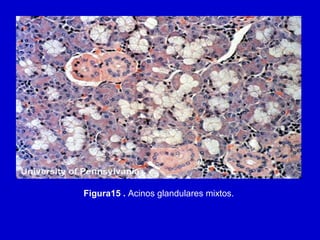 Figura15 . Acinos glandulares mixtos.
 