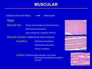MUSCULAR
Células en forma de fibras Contracción
Tipos:
Muscular lisa: Células uninucleadas con forma de huso
Movimiento involuntario
vasos sanguíneos y órganos internos
Muscular estriada: miofibrilla de actina /miosina
Esquelético: Cilíndricas dinucleadas
Movimiento voluntario
Huesos, tendones
Cardíaco: Cilíndricas polinucleadas, mas cortas
Movimiento involuntario cardiaco
Corazón
 