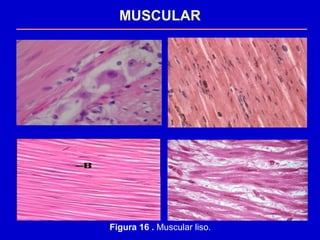 MUSCULAR
Figura 16 . Muscular liso.
 