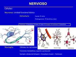 NERVIOSO
Células:
Neuronas: Unidad funcional básica
Estructura: Cuerpo  soma
Prolongaciones  Dendritas y Axon
Estimulo  Dendritas  Soma  Axón  sinapsis  Estimulo  Dendritas
Neuroglia: Células no nerviosas
Funciones metabólicas, soporte y protección
Ejemplo: células de Schwann – Envuelven el axon -- Parkinson
 