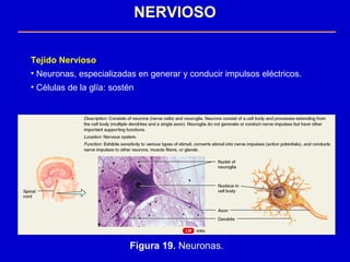 Tejido Nervioso
• Neuronas, especializadas en generar y conducir impulsos eléctricos.
• Células de la glía: sostén
NERVIOSO
Figura 19. Neuronas.
 