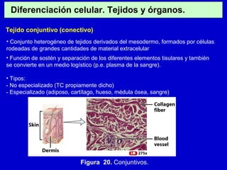 Diferenciación celular. Tejidos y órganos.
Tejido conjuntivo (conectivo)
• Conjunto heterogéneo de tejidos derivados del mesodermo, formados por células
rodeadas de grandes cantidades de material extracelular
• Función de sostén y separación de los diferentes elementos tisulares y también
se convierte en un medio logístico (p.e. plasma de la sangre).
• Tipos:
- No especializado (TC propiamente dicho)
- Especializado (adiposo, cartílago, hueso, médula ósea, sangre)
Figura 20. Conjuntivos.
 