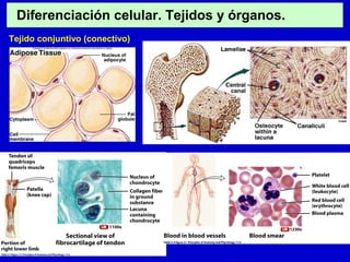 Diferenciación celular. Tejidos y órganos.
Tejido conjuntivo (conectivo)
 