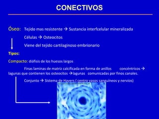 CONECTIVOS
Óseo: Tejido mas resistente  Sustancia interfcelular mineralizada
Células  Osteocitos
Viene del tejido cartilaginoso embrionario
Tipos:
Compacto: diáfisis de los huesos largos
Finas laminas de matriz calcificada en forma de anillos concéntricos 
lagunas que contienen los osteocitos lagunas comunicadas por finos canales.
Conjunto  Sistema de Havers ( centro vasos sanguíneos y nervios)
 