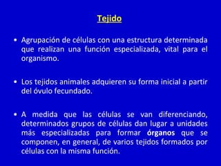Tejido
• Agrupación de células con una estructura determinada
que realizan una función especializada, vital para el
organismo.
• Los tejidos animales adquieren su forma inicial a partir
del óvulo fecundado.
• A medida que las células se van diferenciando,
determinados grupos de células dan lugar a unidades
más especializadas para formar órganos que se
componen, en general, de varios tejidos formados por
células con la misma función.
 