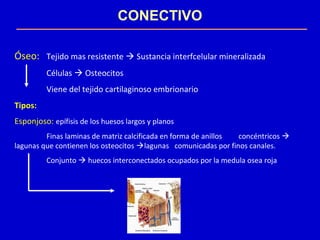 CONECTIVO
Óseo: Tejido mas resistente  Sustancia interfcelular mineralizada
Células  Osteocitos
Viene del tejido cartilaginoso embrionario
Tipos:
Esponjoso: epífisis de los huesos largos y planos
Finas laminas de matriz calcificada en forma de anillos concéntricos 
lagunas que contienen los osteocitos lagunas comunicadas por finos canales.
Conjunto  huecos interconectados ocupados por la medula osea roja
 