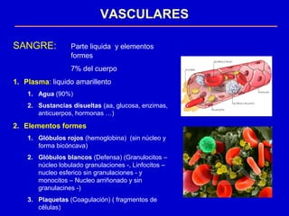 VASCULARES
SANGRE: Parte liquida y elementos
formes
7% del cuerpo
1. Plasma: liquido amarillento
1. Agua (90%)
2. Sustancias disueltas (aa, glucosa, enzimas,
anticuerpos, hormonas …)
2. Elementos formes
1. Glóbulos rojos (hemoglobina) (sin núcleo y
forma bicóncava)
2. Glóbulos blancos (Defensa) (Granulocitos –
núcleo lobulado granulaciones -, Linfocitos –
nucleo esferico sin granulaciones - y
monocitos – Nucleo arriñonado y sin
granulacines -)
3. Plaquetas (Coagulación) ( fragmentos de
células)
 