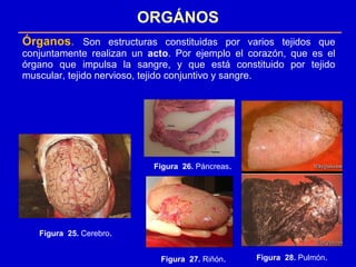 Órganos. Son estructuras constituidas por varios tejidos que
conjuntamente realizan un acto. Por ejemplo el corazón, que es el
órgano que impulsa la sangre, y que está constituido por tejido
muscular, tejido nervioso, tejido conjuntivo y sangre.
ORGÁNOS
Figura 25. Cerebro.
Figura 26. Páncreas.
Figura 27. Riñón. Figura 28. Pulmón.
 