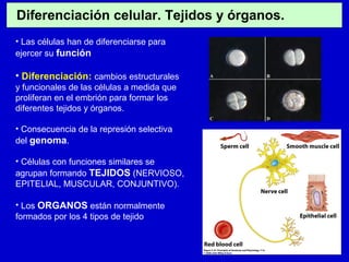 Diferenciación celular. Tejidos y órganos.
• Las células han de diferenciarse para
ejercer su función
• Diferenciación: cambios estructurales
y funcionales de las células a medida que
proliferan en el embrión para formar los
diferentes tejidos y órganos.
• Consecuencia de la represión selectiva
del genoma.
• Células con funciones similares se
agrupan formando TEJIDOS (NERVIOSO,
EPITELIAL, MUSCULAR, CONJUNTIVO).
• Los ORGANOS están normalmente
formados por los 4 tipos de tejido
 