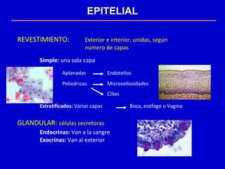 EPITELIAL
REVESTIMIENTO: Exterior e interior, unidas, según
numero de capas
Simple: una sola capa
Aplanadas Endotelios
Poliedricas Microvellosidades
Cilios
Estratificados: Varias capas Boca, esófago o Vagina
GLANDULAR: células secretoras
Endocrinas: Van a la sangre
Exocrinas: Van al exterior
 