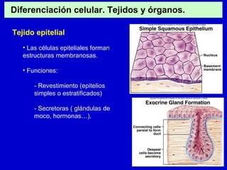 Diferenciación celular. Tejidos y órganos.
Tejido epitelial
• Las células epiteliales forman
estructuras membranosas.
• Funciones:
- Revestimiento (epitelios
simples o estratificados)
- Secretoras ( glándulas de
moco, hormonas…).
 