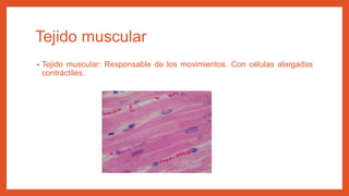 Tejido muscular
• Tejido muscular: Responsable de los movimientos. Con células alargadas
contráctiles.
 