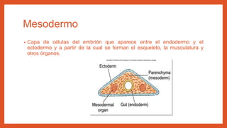 Tejidos | PPT