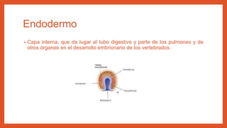 Endodermo
• Capa interna, que da lugar al tubo digestivo y parte de los pulmones y de
otros órganos en el desarrollo embrionario de los vertebrados.
 