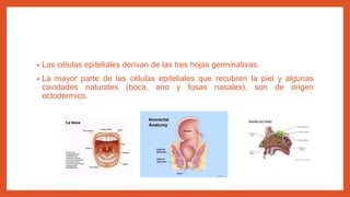 • Las células epiteliales derivan de las tres hojas germinativas.
• La mayor parte de las células epiteliales que recubren la piel y algunas
cavidades naturales (boca, ano y fosas nasales), son de origen
ectodérmico.
 