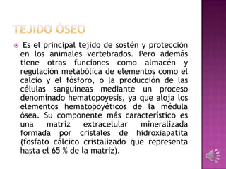  Es el principal tejido de sostén y protección
en los animales vertebrados. Pero además
tiene otras funciones como almacén y
regulación metabólica de elementos como el
calcio y el fósforo, o la producción de las
células sanguíneas mediante un proceso
denominado hematopoyesis, ya que aloja los
elementos hematopoyéticos de la médula
ósea. Su componente más característico es
una matriz extracelular mineralizada
formada por cristales de hidroxiapatita
(fosfato cálcico cristalizado que representa
hasta el 65 % de la matriz).
 
