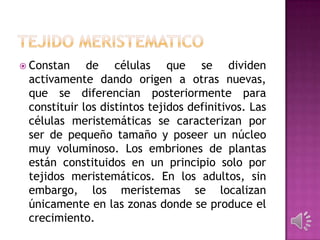  Constan de células que se dividen
activamente dando origen a otras nuevas,
que se diferencian posteriormente para
constituir los distintos tejidos definitivos. Las
células meristemáticas se caracterizan por
ser de pequeño tamaño y poseer un núcleo
muy voluminoso. Los embriones de plantas
están constituidos en un principio solo por
tejidos meristemáticos. En los adultos, sin
embargo, los meristemas se localizan
únicamente en las zonas donde se produce el
crecimiento.
 