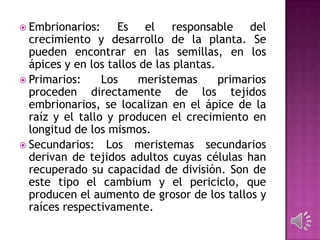  Embrionarios: Es el responsable del
crecimiento y desarrollo de la planta. Se
pueden encontrar en las semillas, en los
ápices y en los tallos de las plantas.
 Primarios: Los meristemas primarios
proceden directamente de los tejidos
embrionarios, se localizan en el ápice de la
raíz y el tallo y producen el crecimiento en
longitud de los mismos.
 Secundarios: Los meristemas secundarios
derivan de tejidos adultos cuyas células han
recuperado su capacidad de división. Son de
este tipo el cambium y el periciclo, que
producen el aumento de grosor de los tallos y
raíces respectivamente.
 