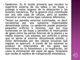 • Epidermis: Es el tejido primario que recubre la
superficie externa de los tallos y las hojas y
protege a estos órganos de la desecación y las
lesiones mecánicas. Por lo general está constituido
por una sola capa de células, pero se pueden
encontrar en ella varios tipos celulares diferentes.
• Tienen sus paredes externas cutinizadas, es decir
recubiertas por una sustancia impermeable
denominada cutina. La epidermis puede presentar
pequeños orificios o estomas, que son muy
numerosos en las hojas y permiten el intercambio
de gases entre las partes internas de la planta y su
medio externo. Los estomas son orificios o poros
que se abren al exterior denominado ostiolo, y
están delimitados por dos células oclusivas que
regulan su apertura. A través de los estomas se
produce el intercambio de los gases que
intervienen en la fotosíntesis y la respiración, así
como la eliminación del vapor de agua, fenómeno
que recibe el nombre de transpiración estomática.
 