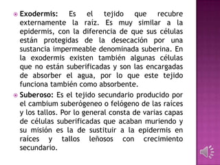  Exodermis: Es el tejido que recubre
externamente la raíz. Es muy similar a la
epidermis, con la diferencia de que sus células
están protegidas de la desecación por una
sustancia impermeable denominada suberina. En
la exodermis existen también algunas células
que no están suberificadas y son las encargadas
de absorber el agua, por lo que este tejido
funciona también como absorbente.
 Suberoso: Es el tejido secundario producido por
el cambium suberógeneo o felógeno de las raíces
y los tallos. Por lo general consta de varias capas
de células suberificadas que acaban muriendo y
su misión es la de sustituir a la epidermis en
raíces y tallos leñosos con crecimiento
secundario.
 