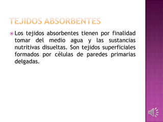  Los tejidos absorbentes tienen por finalidad
tomar del medio agua y las sustancias
nutritivas disueltas. Son tejidos superficiales
formados por células de paredes primarias
delgadas.
 