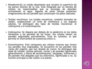  Rizodermis:Es un tejido absorbente que recubre la superficie de
las partes jóvenes de la raíz. Está integrado por un estrato de
células no impermeables que se encargan de absorber
activamente el agua. Algunas de estas células presentan
evaginaciones de sus paredes que constituyen los pelos radicales.
 Tejidos mecánicos: Los tejidos mecánicos, también llamados de
sostén, proporcionan un nivel de resistencia a los órganos
adultos. Se distinguen dos tipos de tejidos mecánicos: el
colénquima y el esclerénquima.
 Colénquima: Se dispone por debajo de la epidermis en los tallos
herbacéos y los pecíolos de las hojas. Sus células tienen las
paredes engrosadas parcialmente, ricas en celulosa, lo que
permite el intercambio de sustancias entre sí.
 Esclerénquima: Está compuesto por células muertas que tienen
sus paredes muy engrosadas. Se encuentra en las paredes más
viejas del vegetal, que han dejado de crecer. Se distinguen dos
tipos de células: células pétreas, cortas y de paredes lignificadas
generalmente, y fibras de esclerénquima, alargadas, fusiformes y
de paredes más delgadas que las anteriores, lignificadas o no. Su
función principal es dar sostén a la planta
 