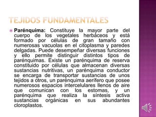  Parénquima: Constituye la mayor parte del
cuerpo de los vegetales herbáceos y está
formado por células de gran tamaño con
numerosas vacuolas en el citoplasma y paredes
delgadas. Puede desempeñar diversas funciones
y ello permite distinguir distintos tipos de
parénquimas. Existe un parénquima de reserva
constituido por células que almacenan diversas
sustancias nutritivas, un parénquima conductor
se encarga de transportar sustancias de unos
tejidos a otros, un parénquima aerífero que posee
numerosos espacios intercelulares llenos de aire
que comunican con los estomas, y un
parénquima que realiza la síntesis activa
sustancias orgánicas en sus abundantes
cloroplastos.
 