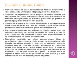  Xilema:Se compone de células parenquimatosas, fibras de esclerénquima y
vasos leñosos. Estos últimos están integrados por dos tipos de células:
 Traqueida:: las traqueidas son células alargadas, de aspecto fusiforme que
se superponen para formar un tubo conductor. Sus tabiques transversales de
separación están perforados por numerosas punta duras que permiten el
paso del agua y las sustancias que lleva disueltas.
 Tráqueas: las tráqueas se disponen de forma análoga a las traqueidas para
formar conductos que en este casos son continuos pues las células acaban
perdiendo los tabiques transversales que los mantenían separadas.
 Los elementos conductores que acabamos de describir pueden tener sus
tabiques longitudinales parcialmente lignificados. El xilema se encarga de
transportar el agua y las sales disueltas en ella (savia bruta) desde la raíz a
los restantes órganos del vegetal y son como tubos.
 Floema:Está constituido por células parenquimatosas, fibras de
esclerénquima, tubos cribosos y células anexas. Los tubos cribosos están
formados por células alargadas y vivas, que se superponen quedando
separadas unas de otras por tabiques transversales con numerosas
perforaciones, lo que les confiere el aspecto de una criba. Su misión es
transportar las sustancias sintetizadas en las hojas principalmente (savia
elaborada) a los restantes órganos de la planta. Las células anexas se
disponen a ambos lados de las que forman los tubos cribosos y quedan
comunicadas con ellas por medio de poros en sus paredes.
 
