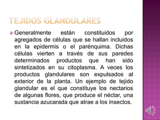  Generalmente están constituidos por
agregados de células que se hallan incluidos
en la epidermis o el parénquima. Dichas
células vierten a través de sus paredes
determinados productos que han sido
sintetizados en su citoplasma. A veces los
productos glandulares son expulsados al
exterior de la planta. Un ejemplo de tejido
glandular es el que constituye los nectarios
de algunas flores, que produce el néctar, una
sustancia azucarada que atrae a los insectos.
 