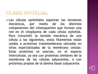  Las células epiteliales soportan las tensiones
mecánicas, por medio de los distintos
componentes del citoesqueleto que forman una
red en el citoplasma de cada célula epitelial.
Para transmitir la tensión mecánica de una
célula a las siguientes, estos filamentos están
unidos a proteínas transmembrana ubicadas en
sitios especializados de la membrana celular.
Estas proteínas se asocian, en el espacio
intercelular, ya sea con proteínas similares de la
membrana de las células adyacentes, o con
proteínas propias de la lámina basal subyacente.
 